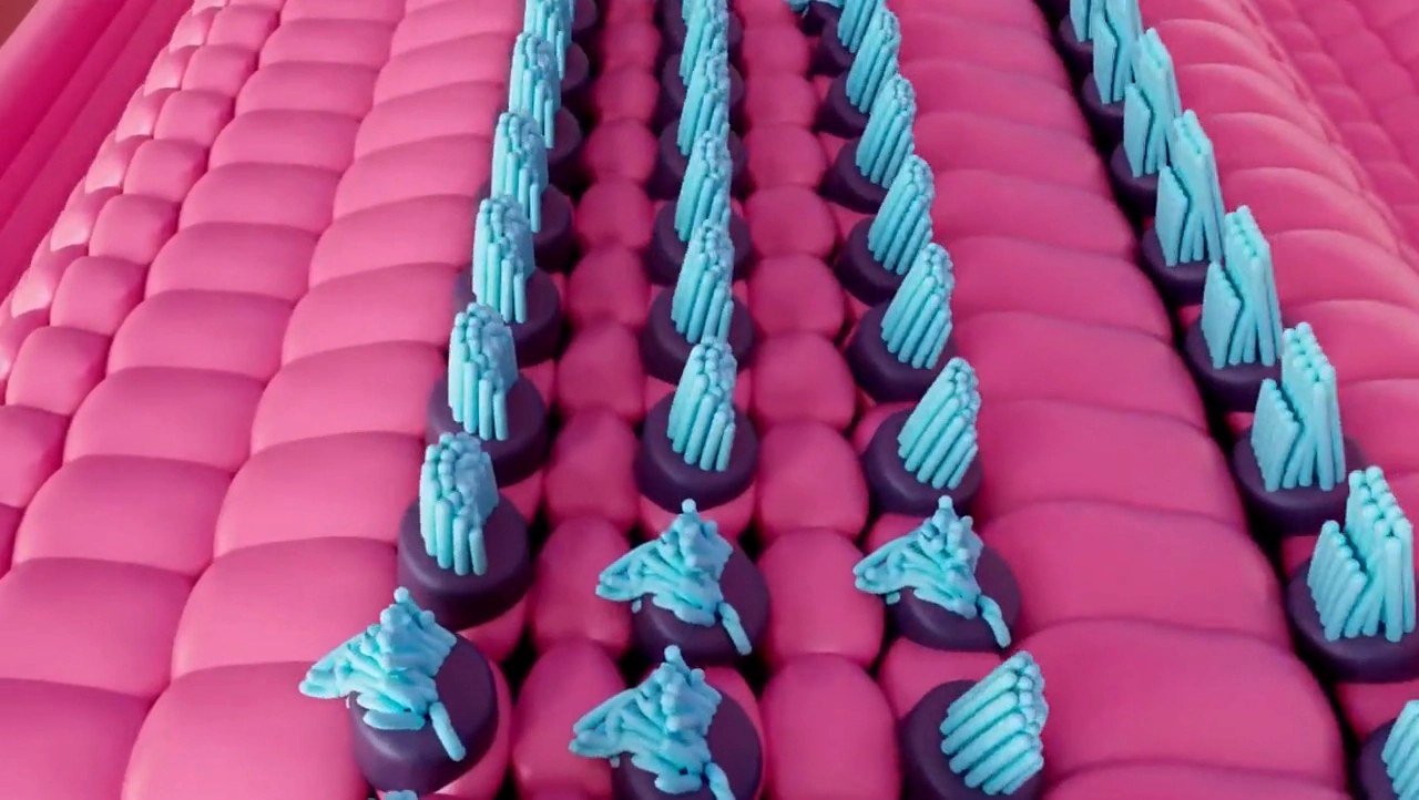 Close-up illustration of stereocilia hair cells in the cochlea